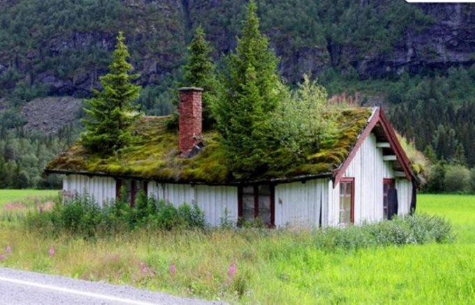 green roofed house